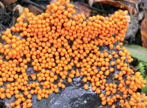 Leocarpus fragilis