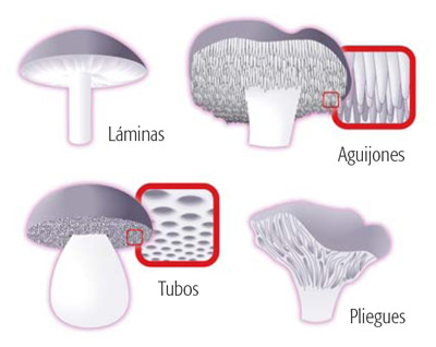Tipos de himenio