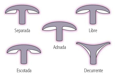 Formas de l�mina