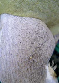Malla de boleto