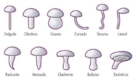 Formas de pie