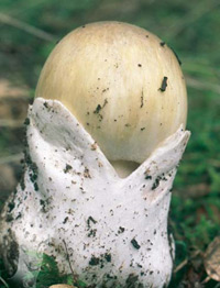 Volva